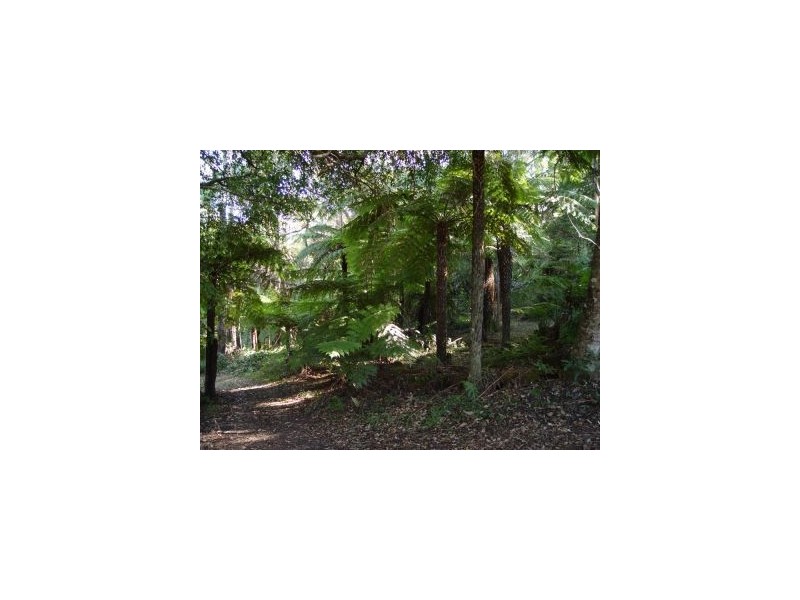 Springbrook QLD 4213