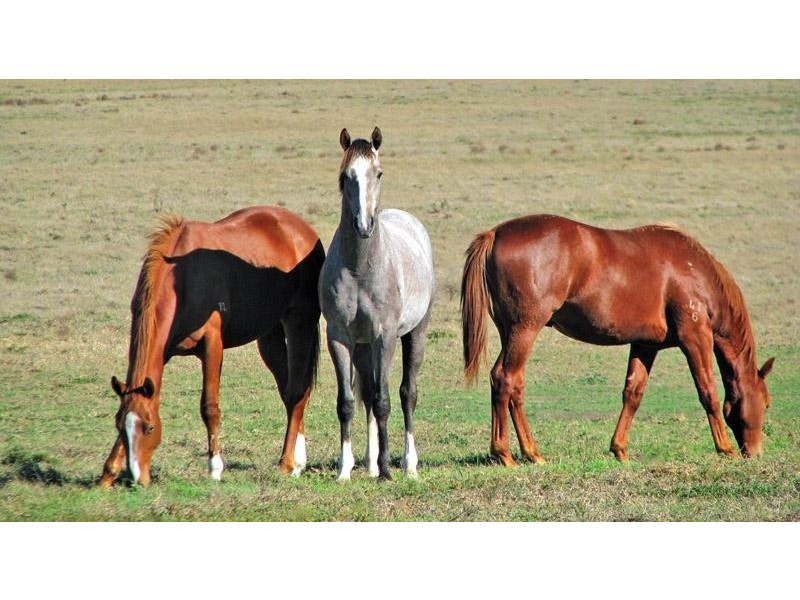 Denman NSW 2328