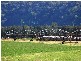 Denman NSW 2328