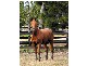 Denman NSW 2328
