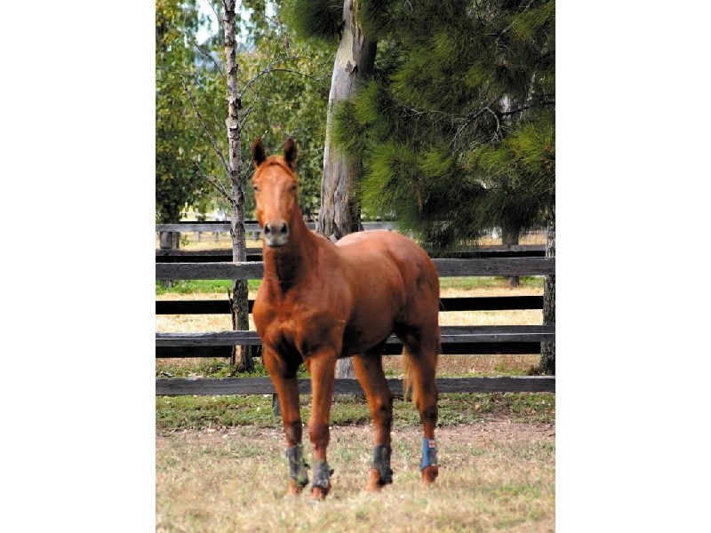 Denman NSW 2328