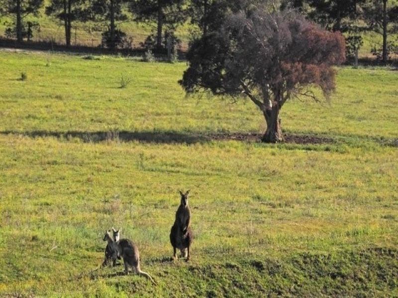 Menangle NSW 2568
