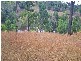 Orangeville NSW 2570