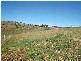 Menangle NSW 2568