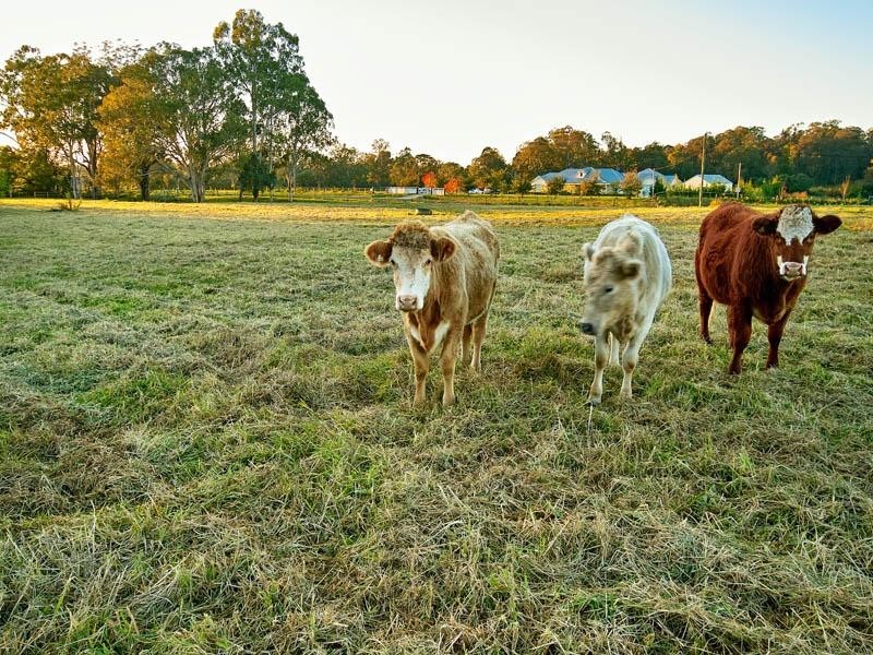 Lot 3 Nectarbrook Drive, Theresa Park NSW 2570