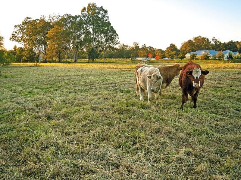 Lot 3 Nectarbrook Drive, Theresa Park NSW 2570