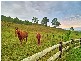 Mount Hunter NSW 2570