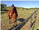 Menangle NSW 2568