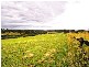 Grasmere NSW 2570