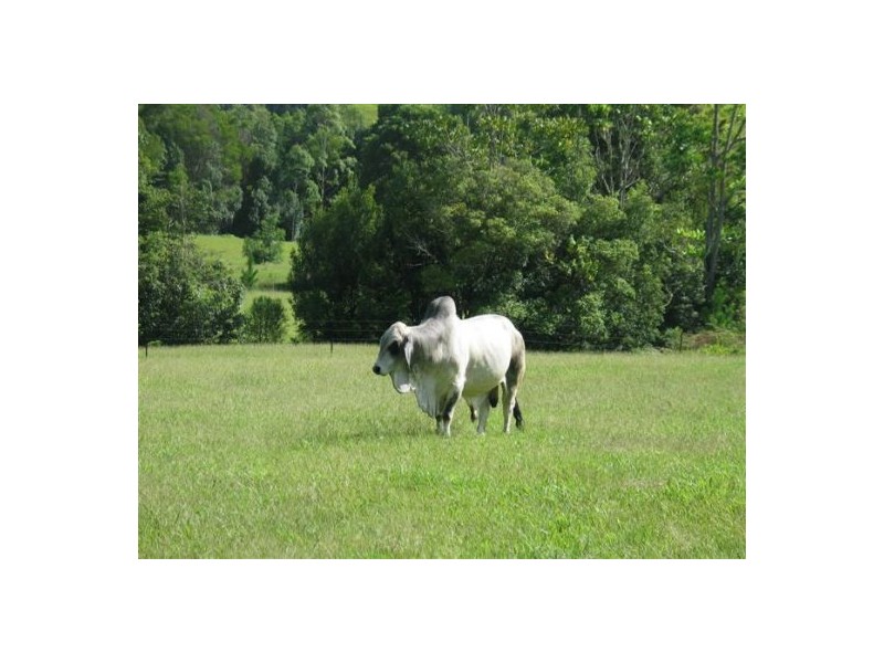 691 Nobbys Creek Road, Nobbys Creek NSW 2484