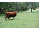 520 Cedar Creek Road ‘Joolim Joolim’, Cedar Creek QLD 4207