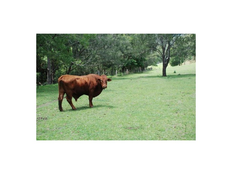 520 Cedar Creek Road ‘Joolim Joolim’, Cedar Creek QLD 4207