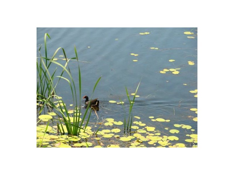 180 Port Jackson Blvd, Clear Island Waters QLD 4226