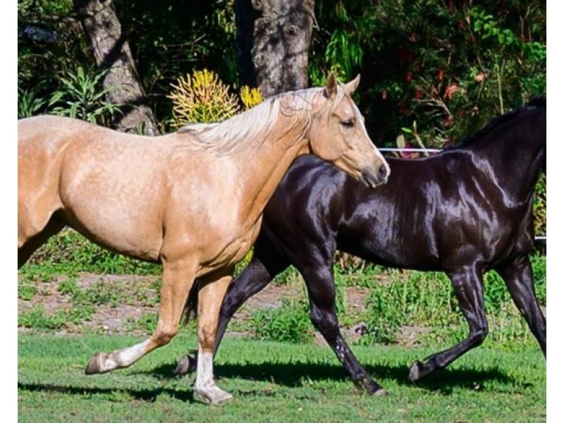 51 Phillip Street, Chinderah NSW 2487