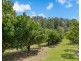 253 Palmvale Road, Palmvale NSW 2484