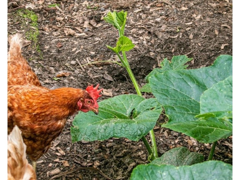 9 Walsh Street, Chinderah NSW 2487