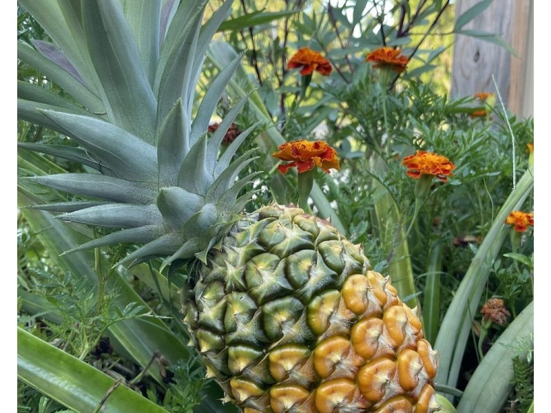 9 Walsh Street, Chinderah NSW 2487