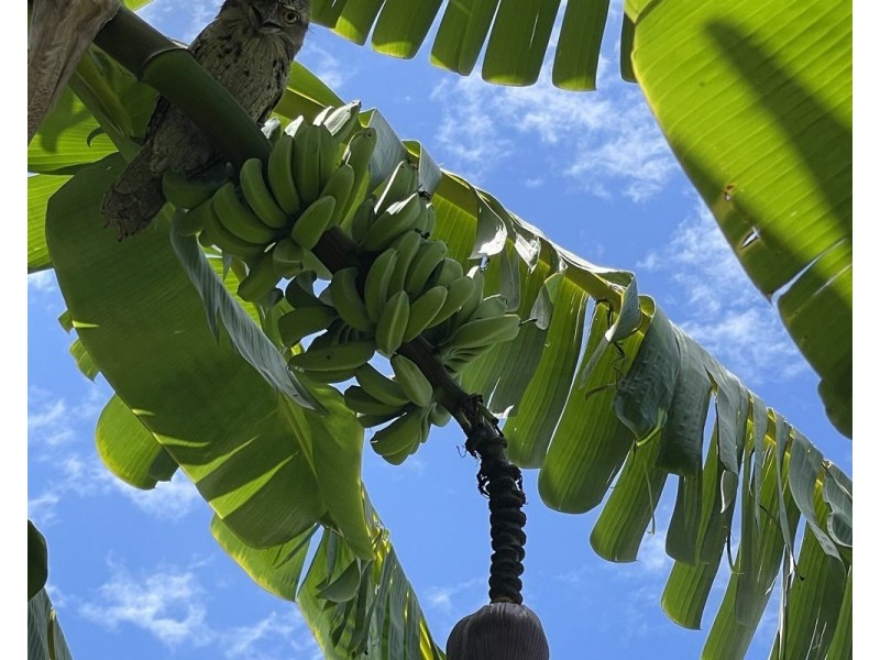 9 Walsh Street, Chinderah NSW 2487