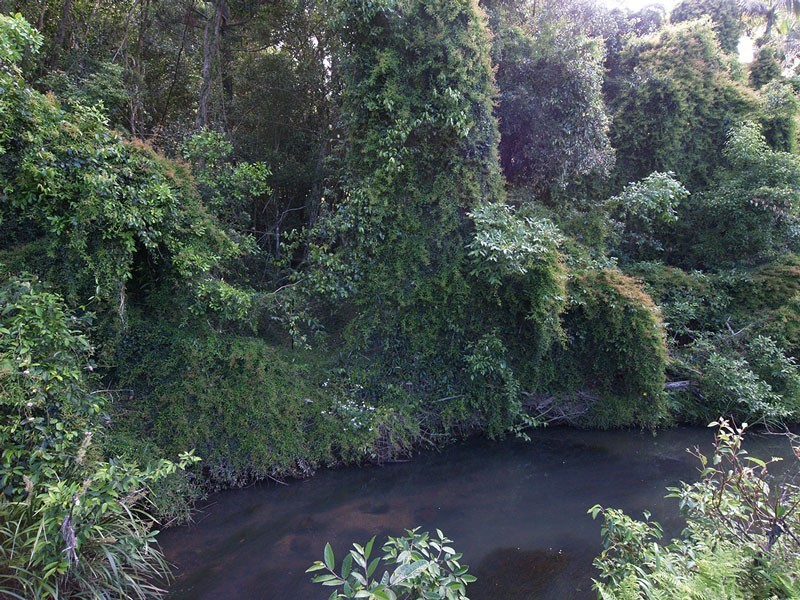 610 Piggabeen rd, Piggabeen NSW 2486