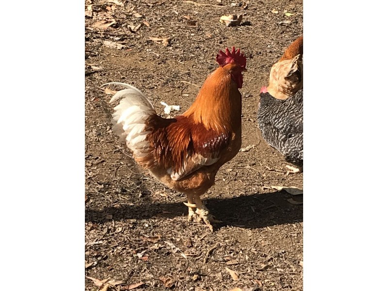 367 Cobaki Road, Cobaki NSW 2486