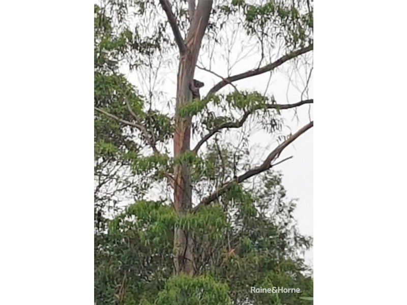 203-245 Moleton Road, Lowanna NSW 2450