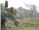 Deepwater QLD 4674