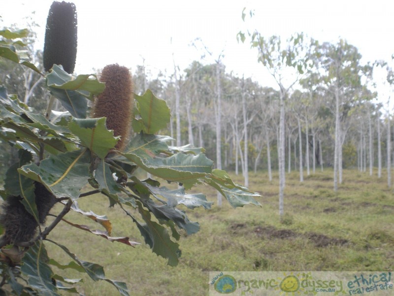 Deepwater QLD 4674
