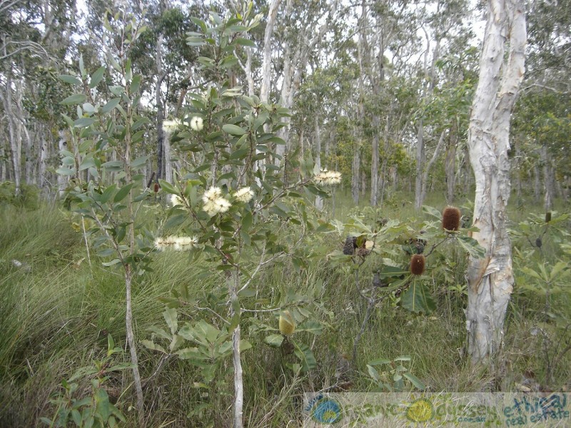 Deepwater QLD 4674