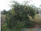 Deepwater QLD 4674