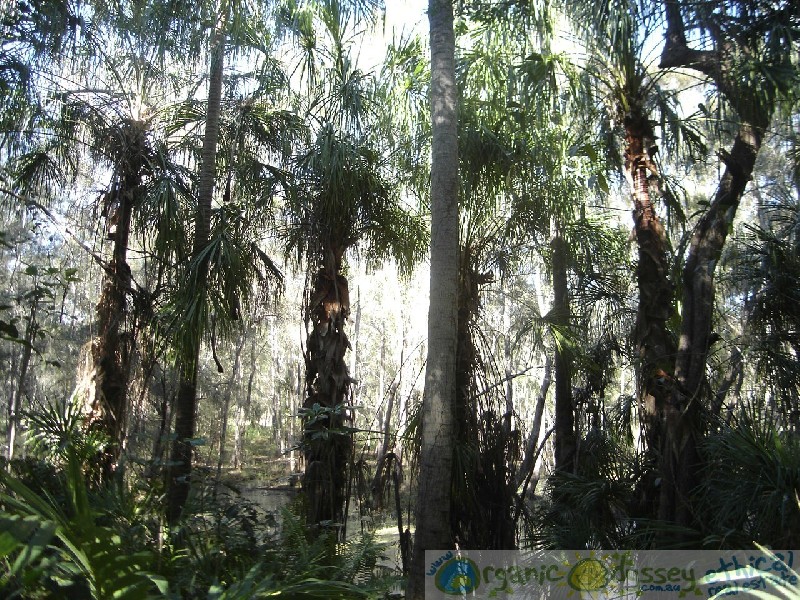 Moore Park Beach QLD 4670