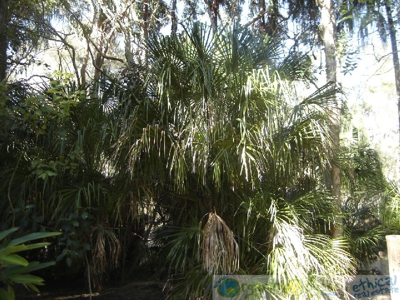 Moore Park Beach QLD 4670