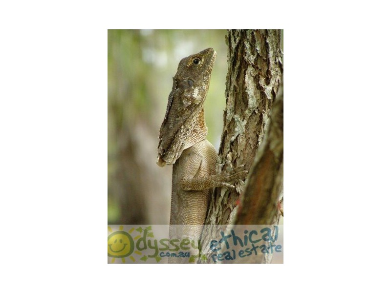 Moore Park Beach QLD 4670