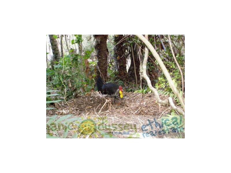 Moore Park Beach QLD 4670