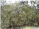 Deepwater QLD 4674