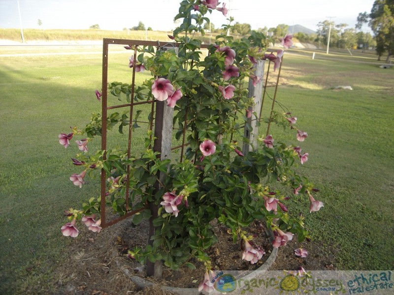 Miriam Vale QLD 4677