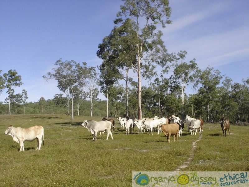 Lowmead QLD 4676