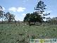 Gindoran QLD 4676