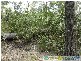 Lowmead QLD 4676
