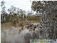 Rules Beach QLD 4674