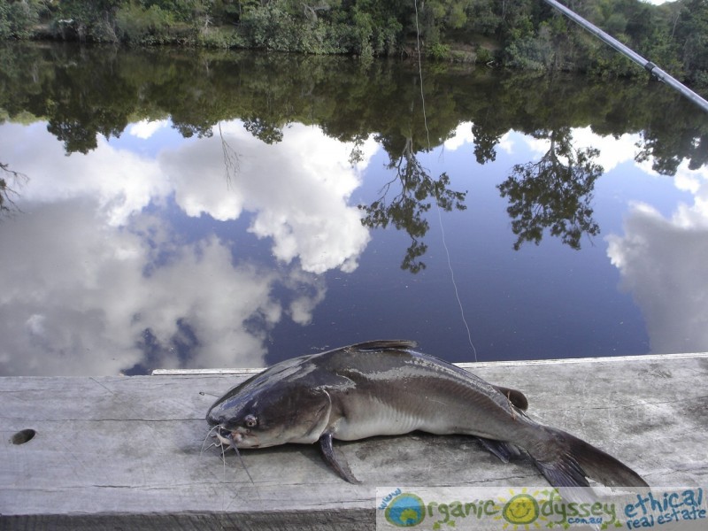 Oyster Creek QLD 4674