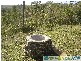 Lowmead QLD 4676