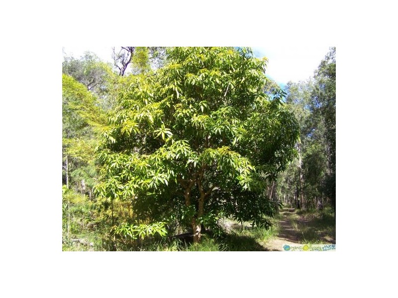 Captain Creek QLD 4677