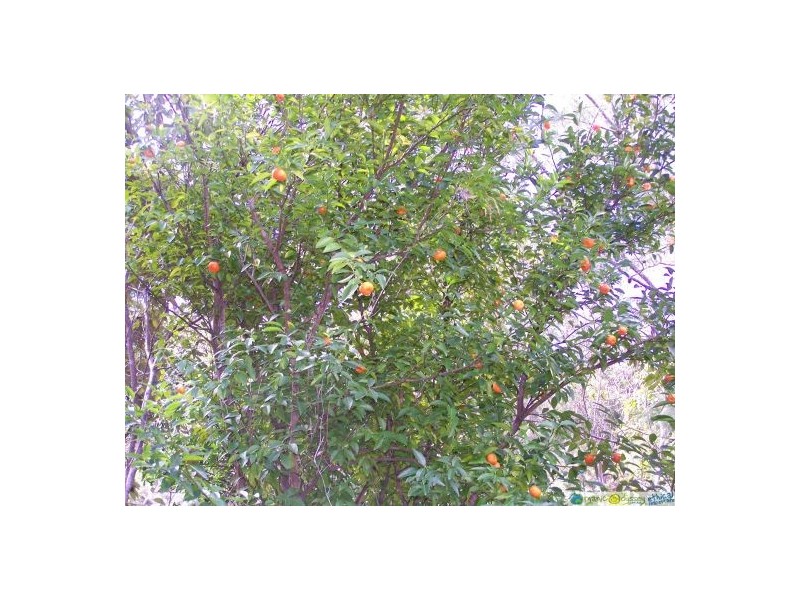 Captain Creek QLD 4677