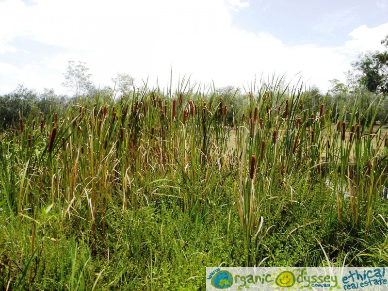 Bucca QLD 4670