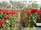 Gin Gin QLD 4671