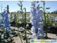Gin Gin QLD 4671