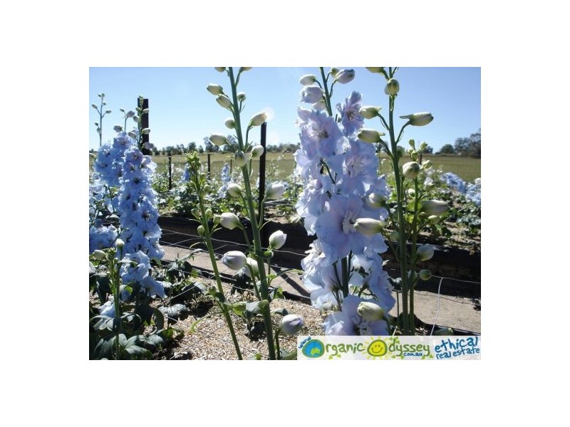 Gin Gin QLD 4671