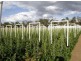 Gin Gin QLD 4671