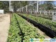 Gin Gin QLD 4671