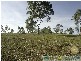 Rosedale QLD 4674